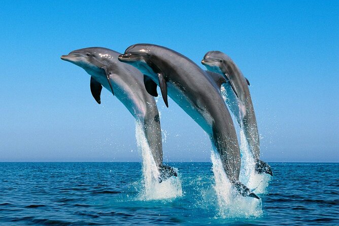 Zanzibar dolphine