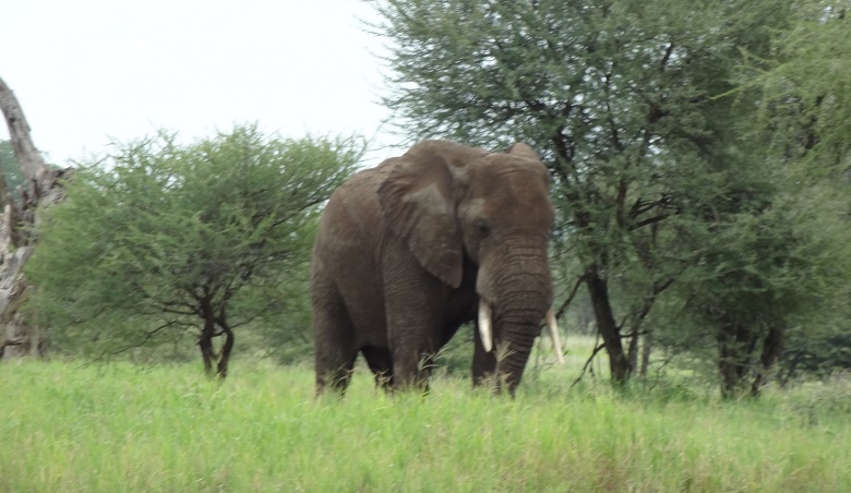 3 days tanzania wildlife safari